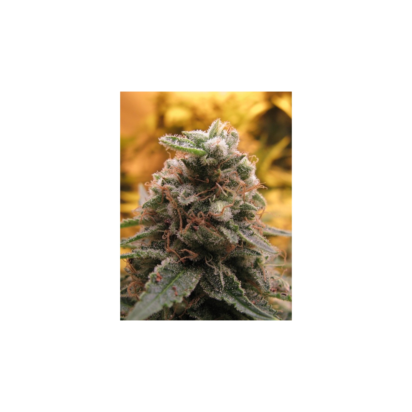 Top - 69 (Auto) Feminizada de Advanced Seeds