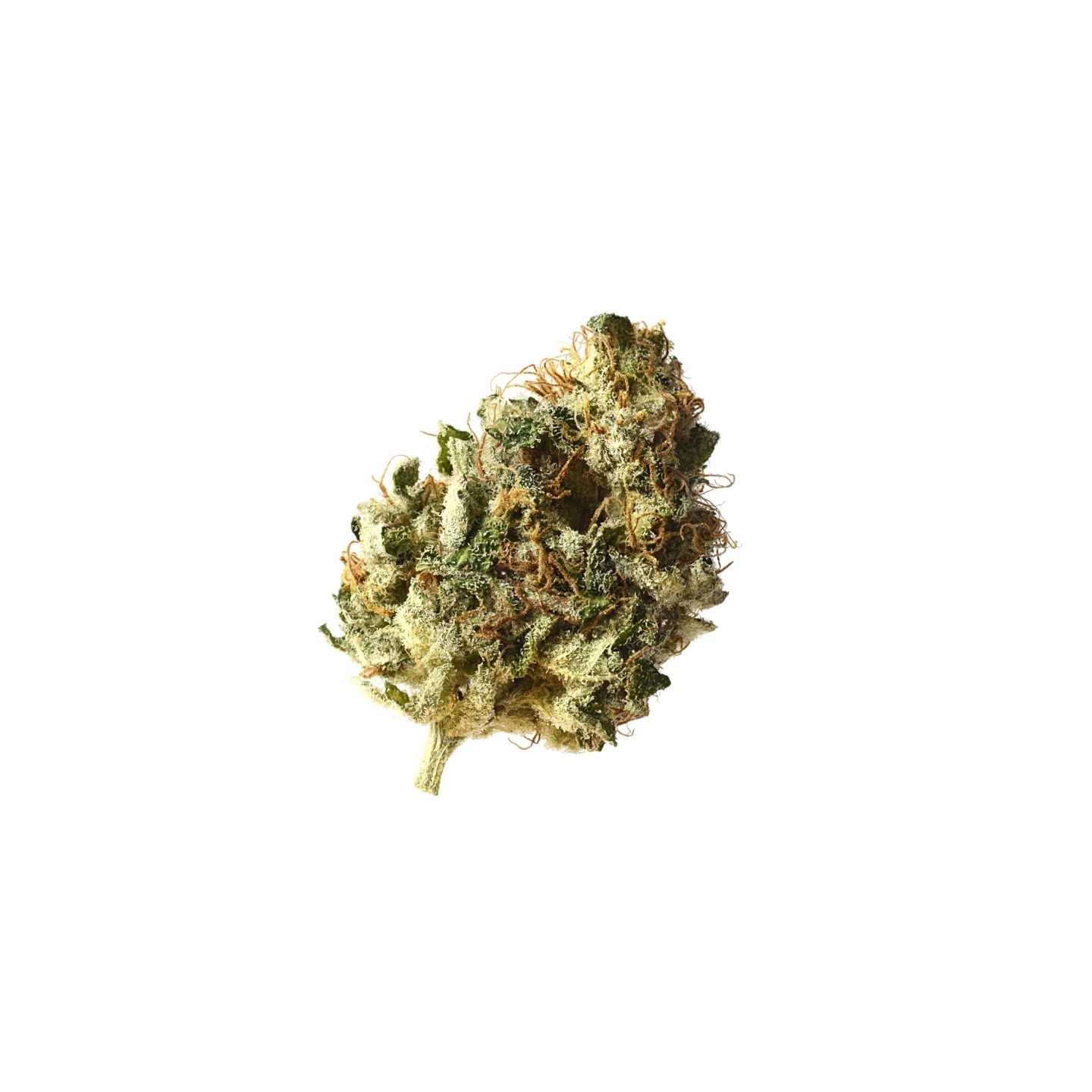 Kosher Choco Kush Feminizada de Amsterdam Genetics
