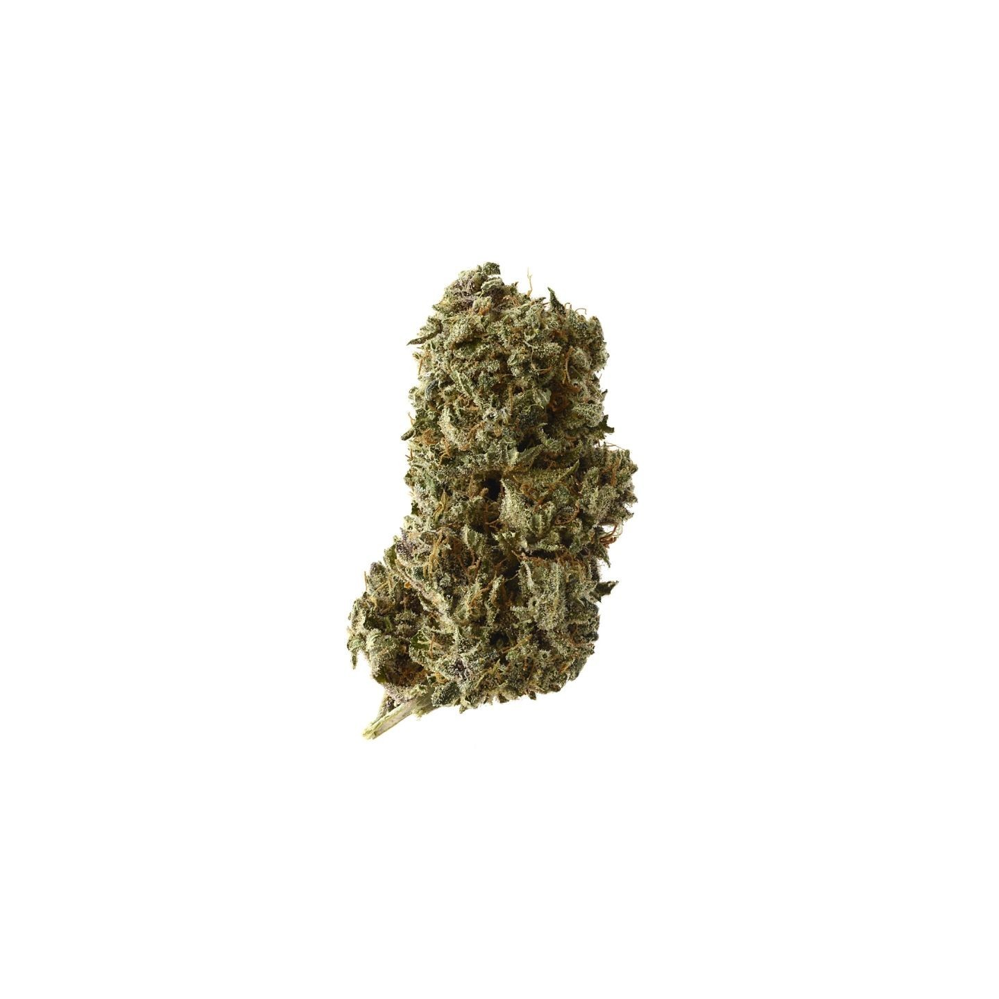 Kosher Tangie Kush Feminizada de Amsterdam Genetics