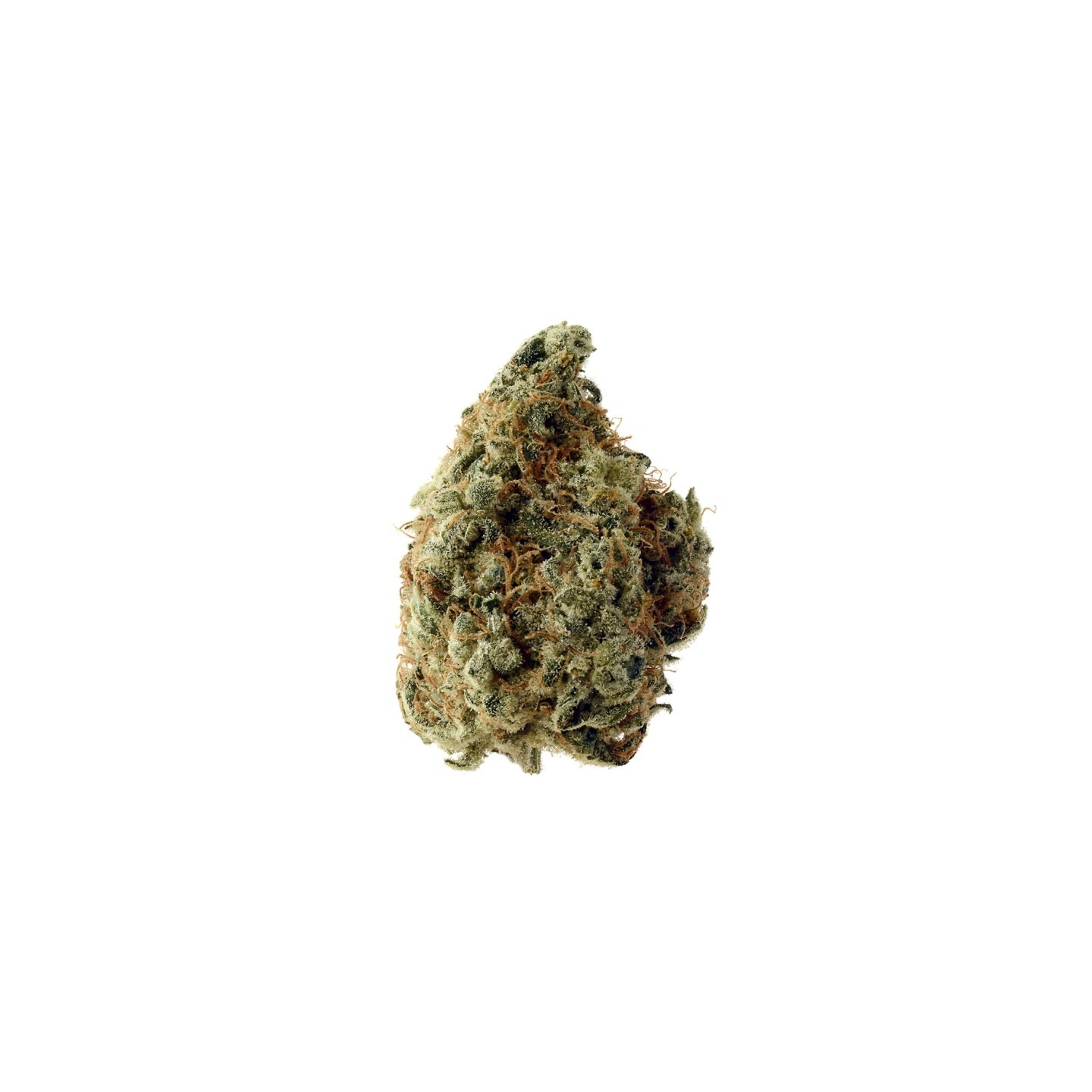 White Choco Feminizada de Amsterdam Genetics