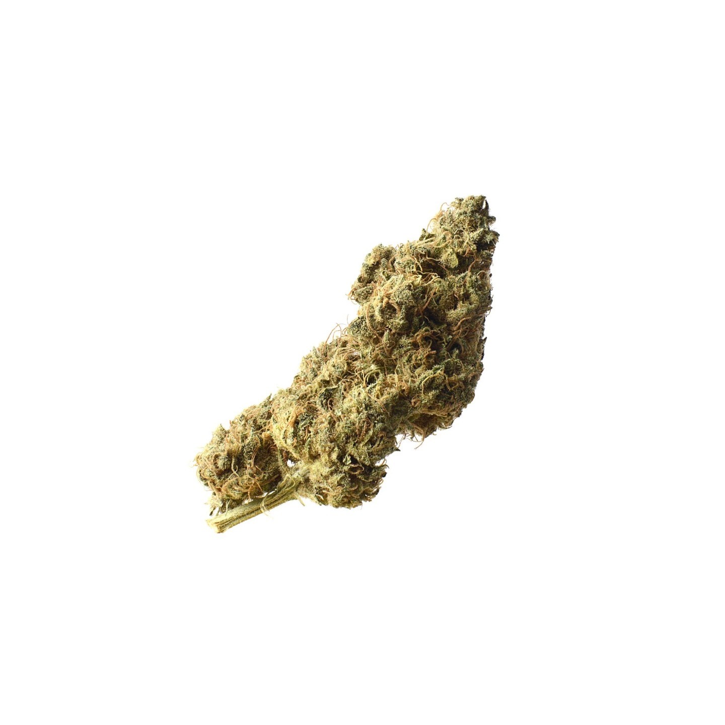 White Choco Haze Feminizada de Amsterdam Genetics