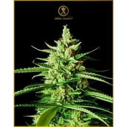 Ak-01 Feminizada de Anaconda Seeds