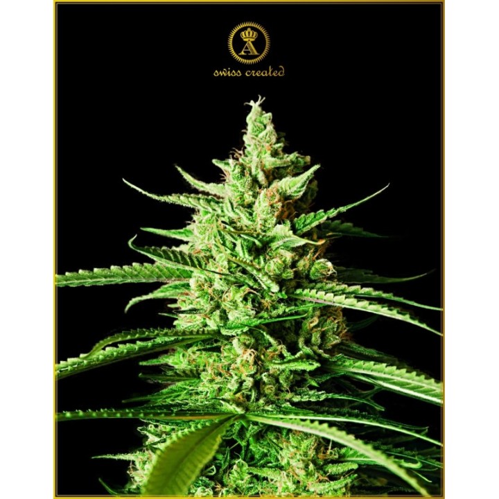 Ak-01 Feminizada de Anaconda Seeds