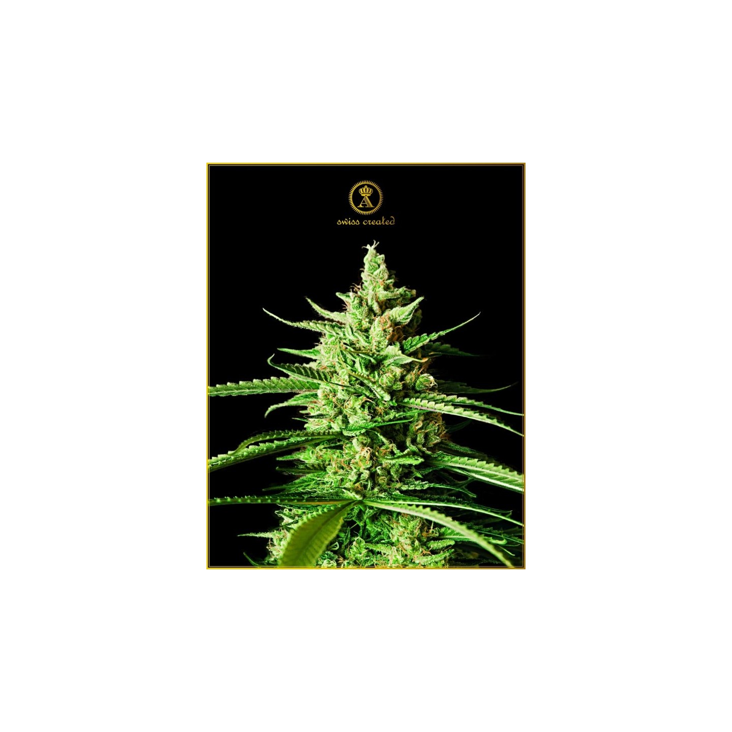 Ak-01 Feminizada de Anaconda Seeds