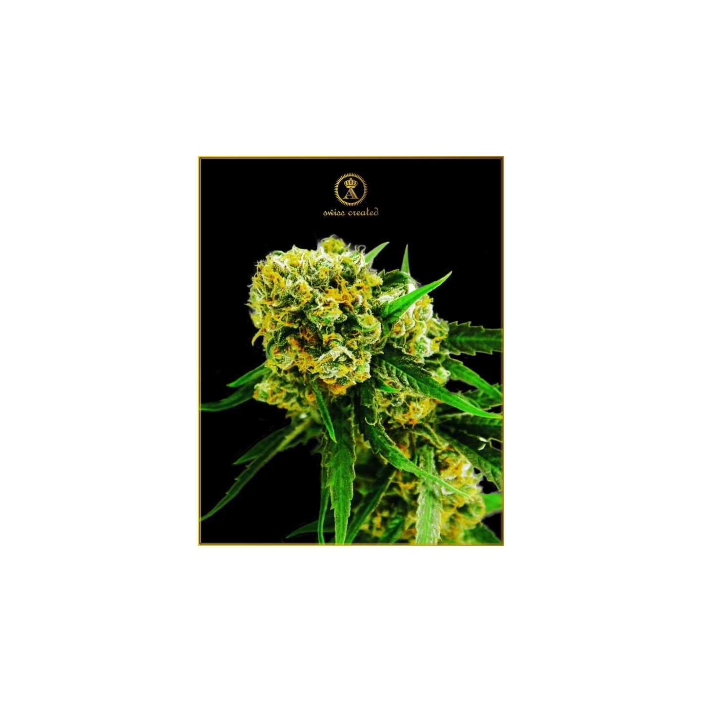 Amnesia Haze Feminizada de Anaconda Seeds