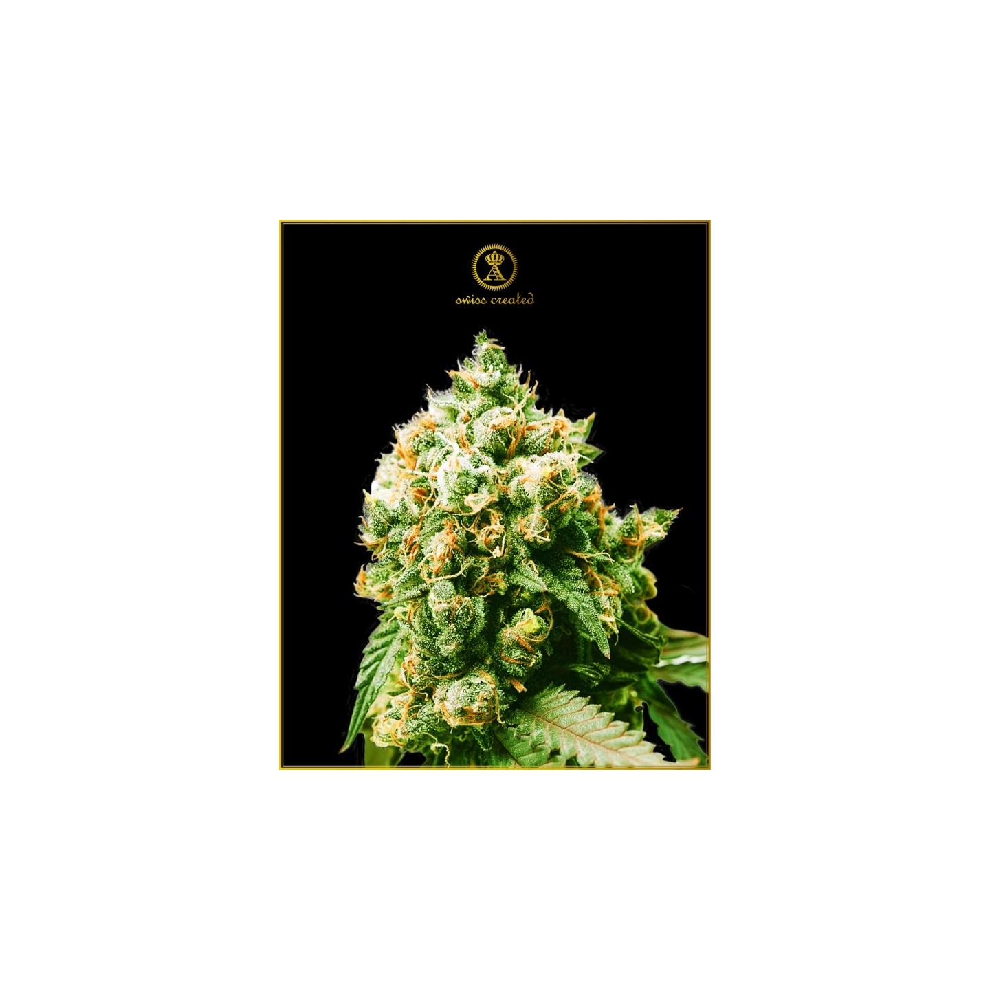 Anaconda Feminizada de Anaconda Seeds