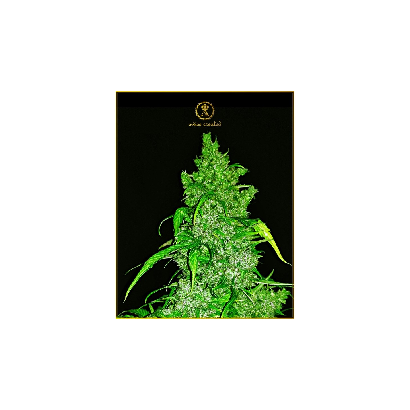 Anaconda Autofloreciente Feminizada de Anaconda Seeds