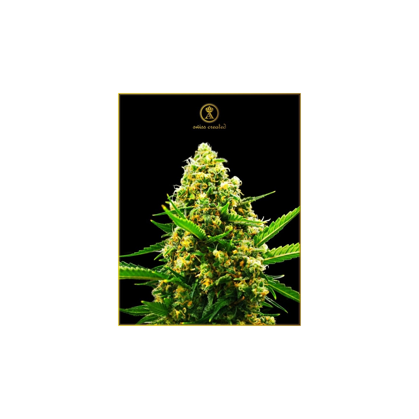 Hypnotic Autofloreciente Feminizada de Anaconda Seeds