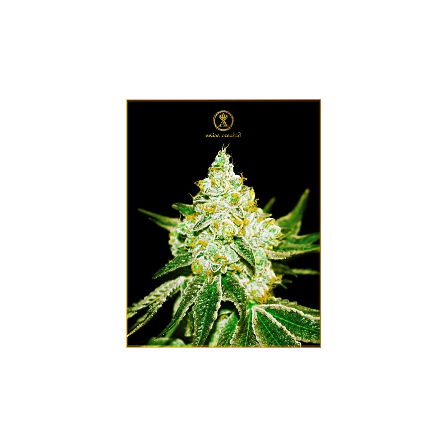 Northern Sky Autofloreciente Feminizada de Anaconda Seeds