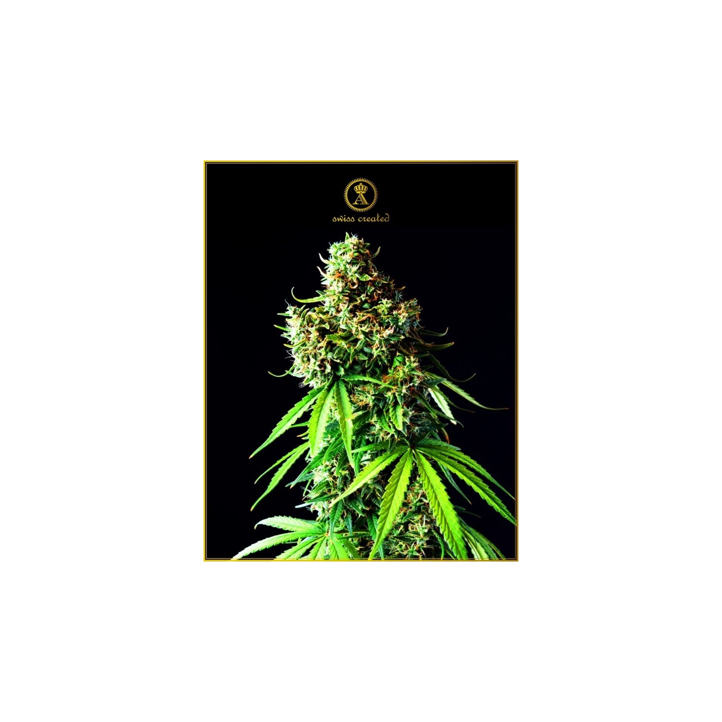 Big Bubble Feminizada de Anaconda Seeds