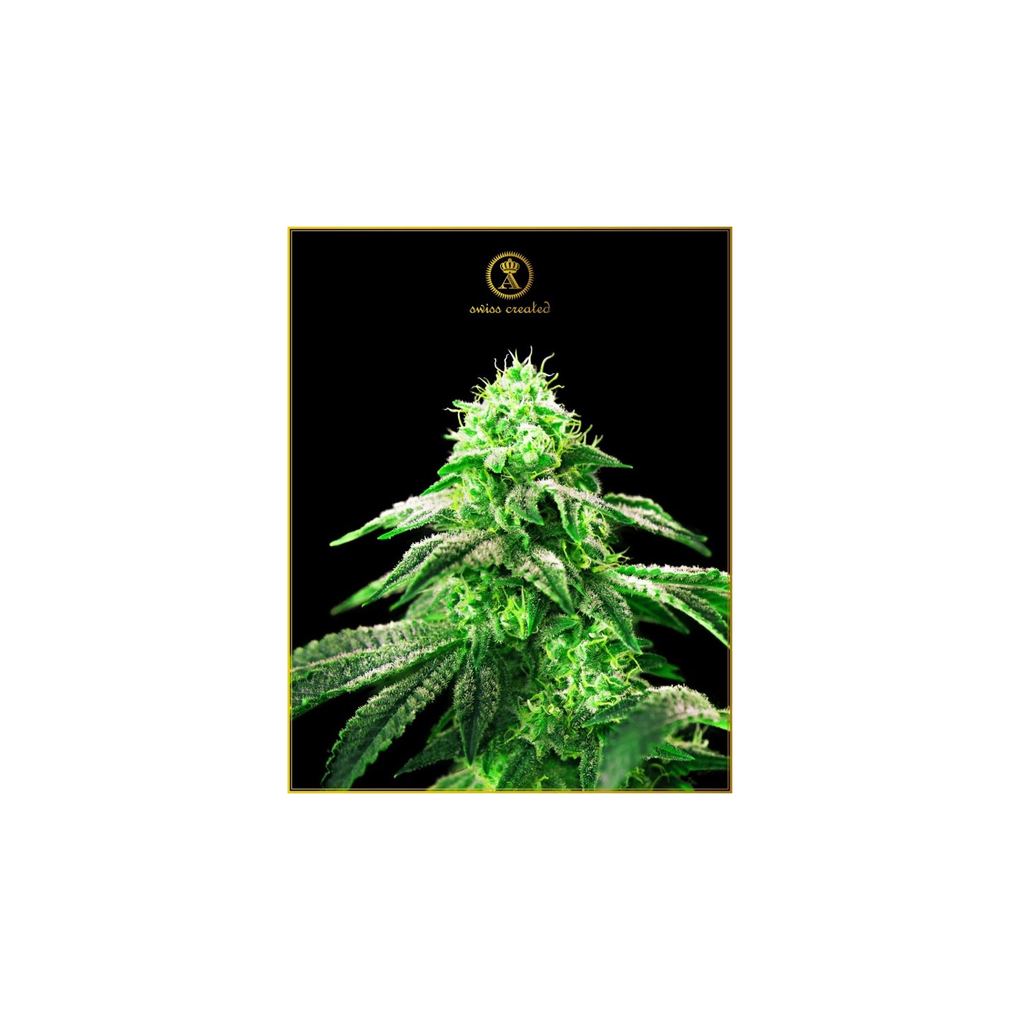 Hypnotic Feminizada de Anaconda Seeds