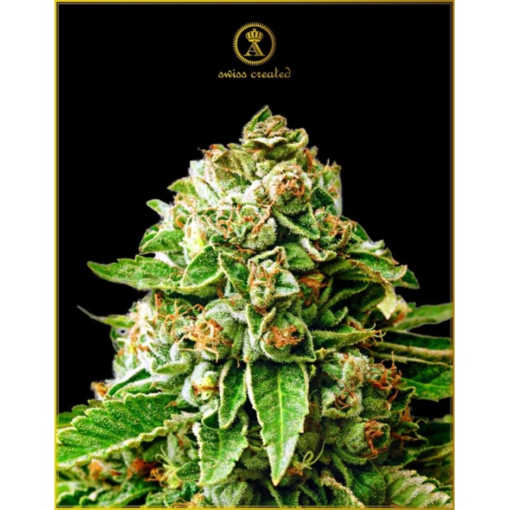 Og Kush Feminizada de Anaconda Seeds