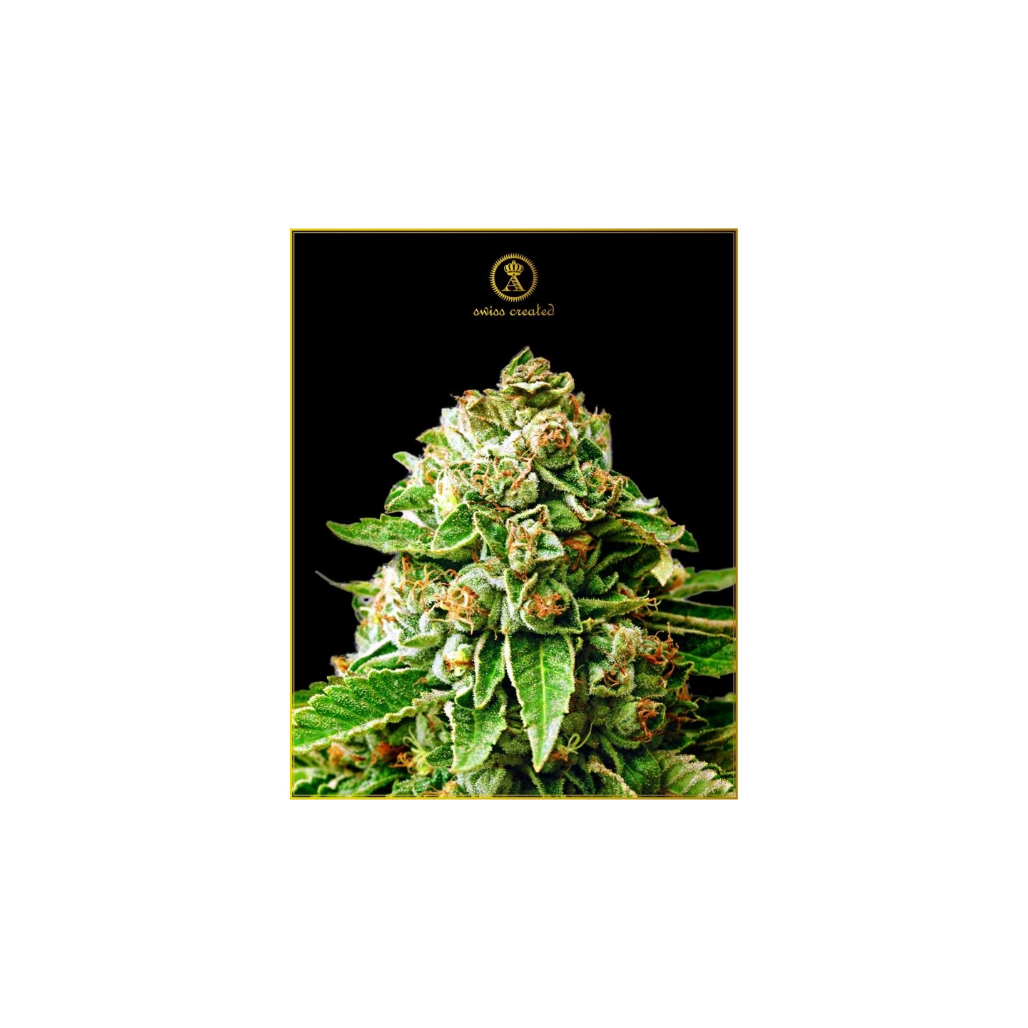 Og Kush Feminizada de Anaconda Seeds