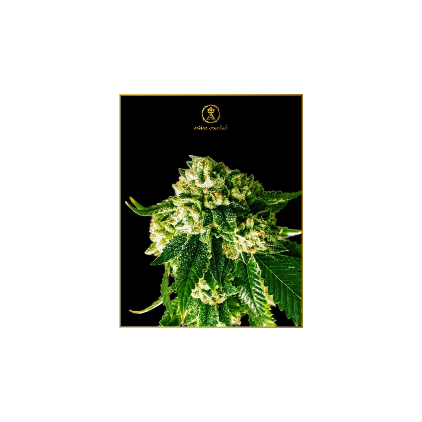 Russian Gold Fertilizantes de Anaconda Seeds