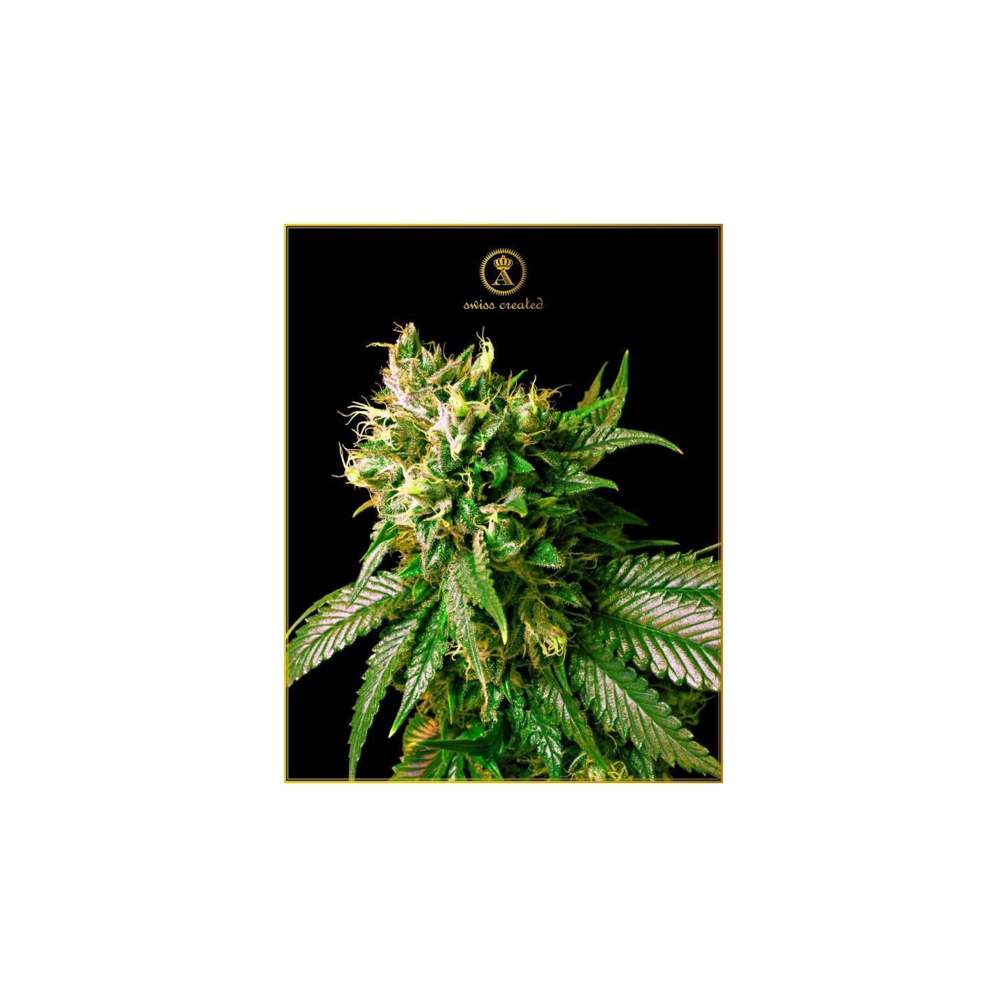 Strong Skunk Feminizada de Anaconda Seeds