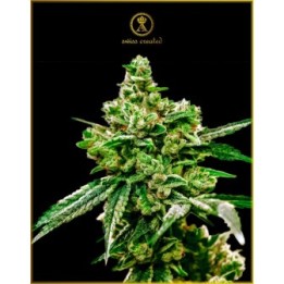 White Widow Feminizada de Anaconda Seeds