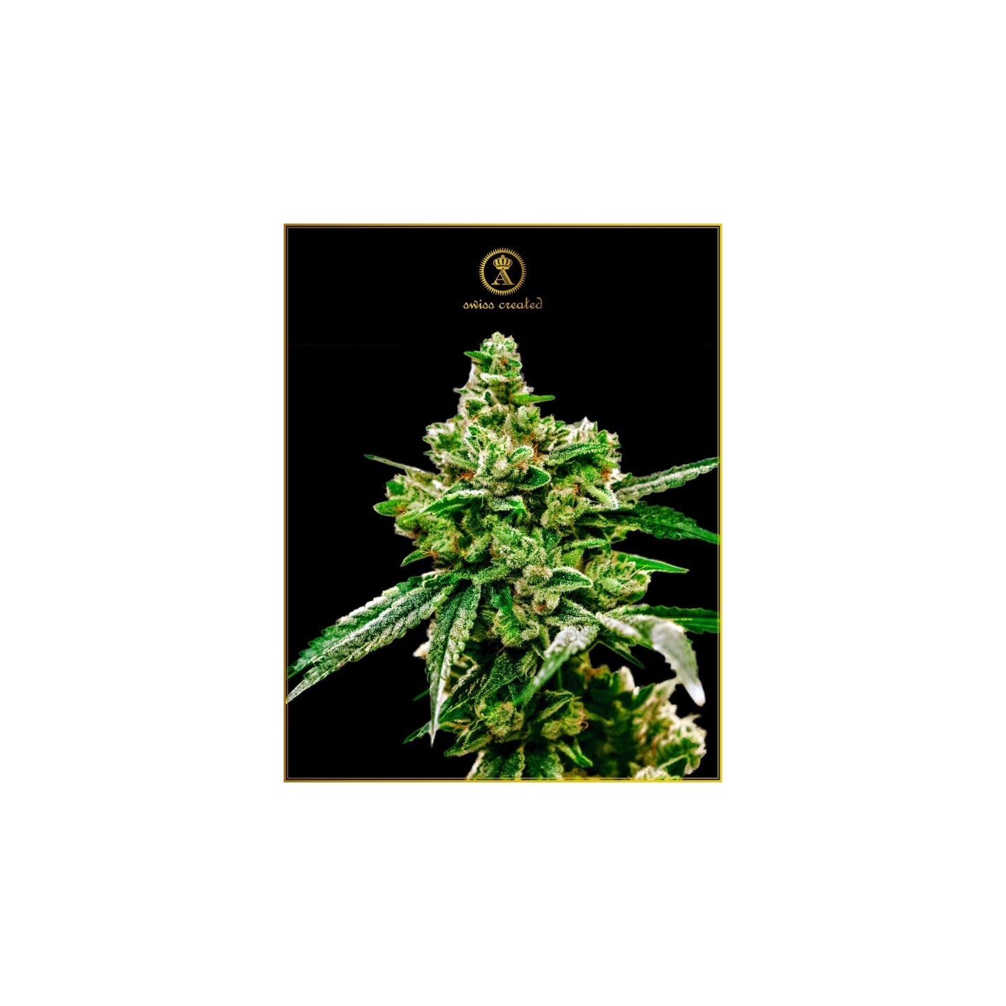 White Widow Feminizada de Anaconda Seeds