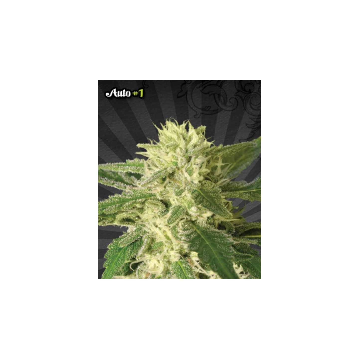 Auto 1 Autofloreciente de Auto Seeds