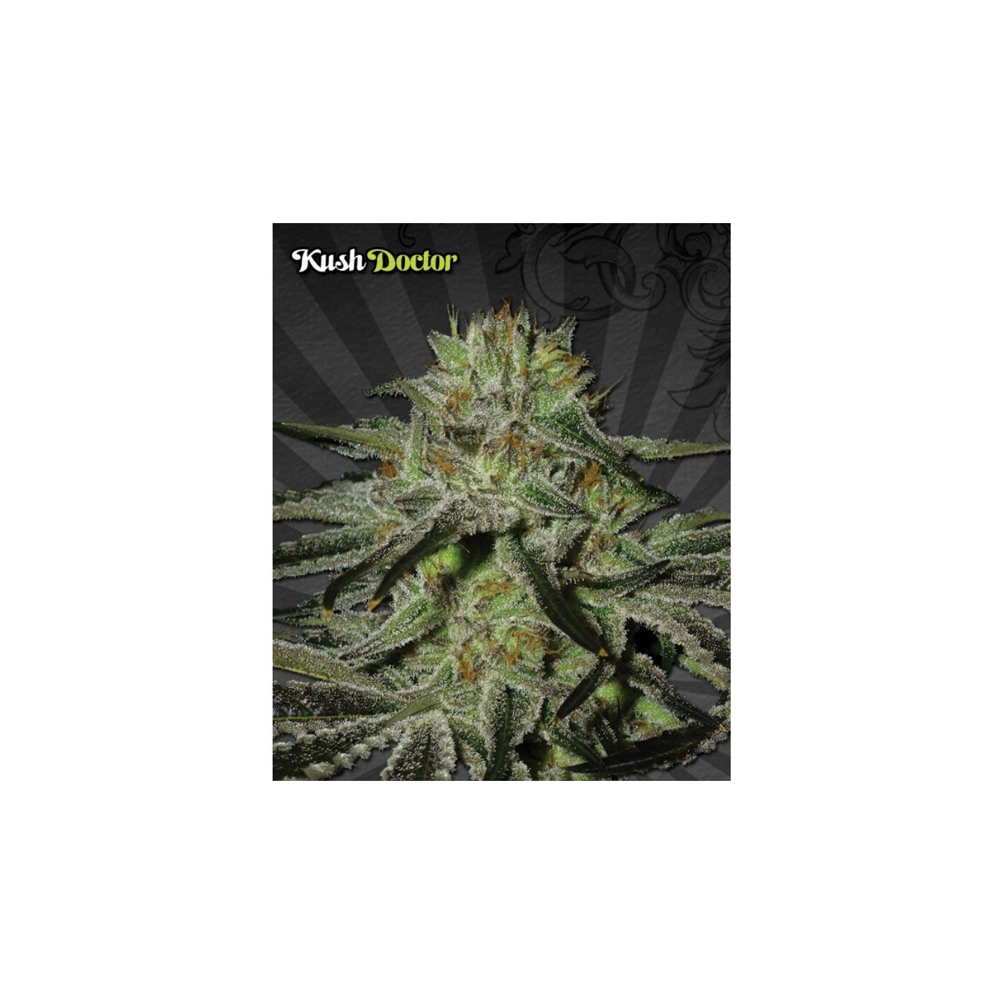 Kush Doctor Autofloreciente Feminizada de Auto Seeds