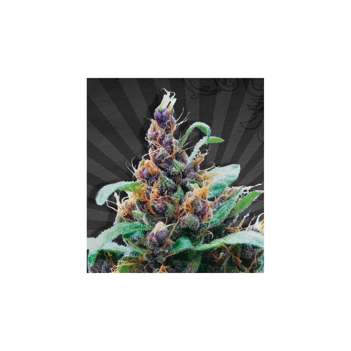 Purple Stilton Autofloreciente Feminizada de Auto Seeds