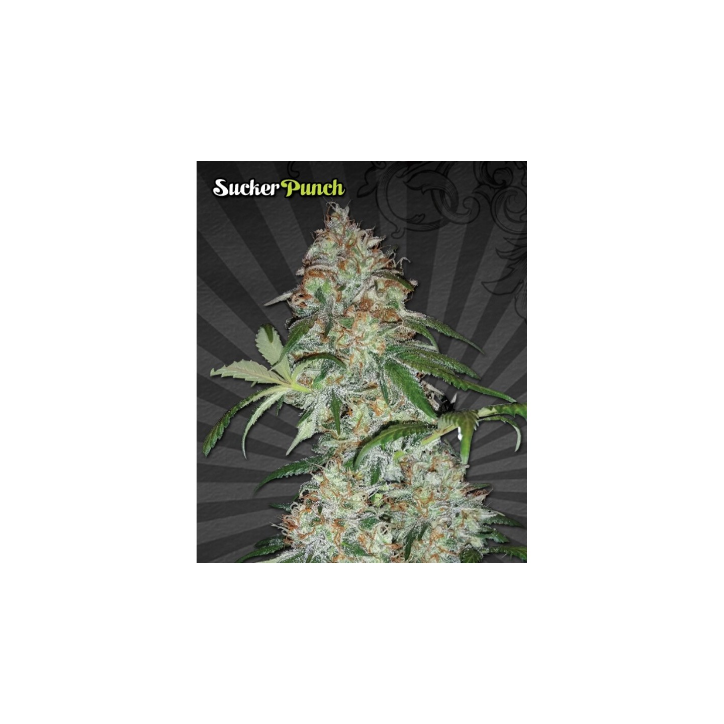 Sucker Punch Autofloreciente Feminizada de Auto Seeds