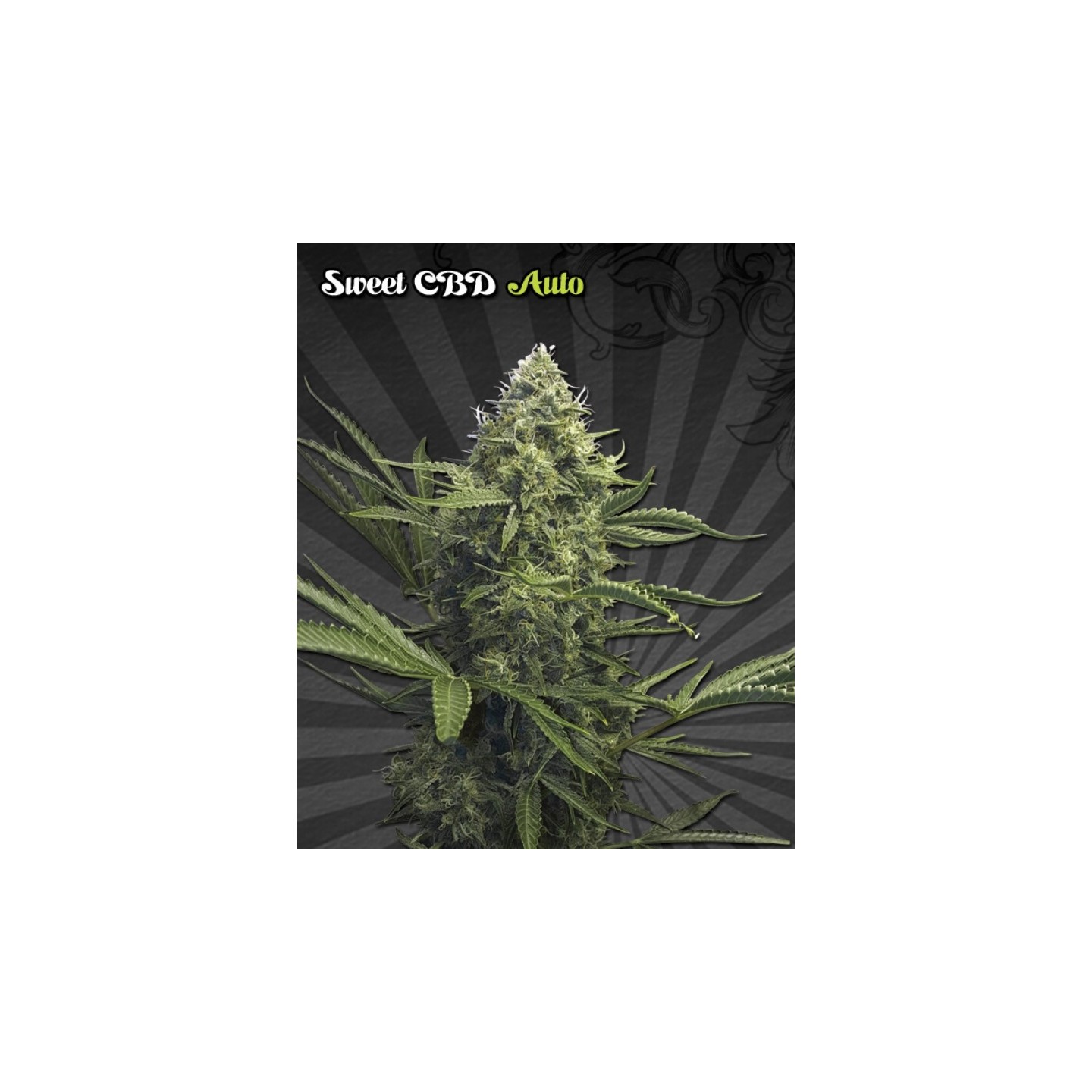 Sweet Cbd Autofloreciente de Auto Seeds