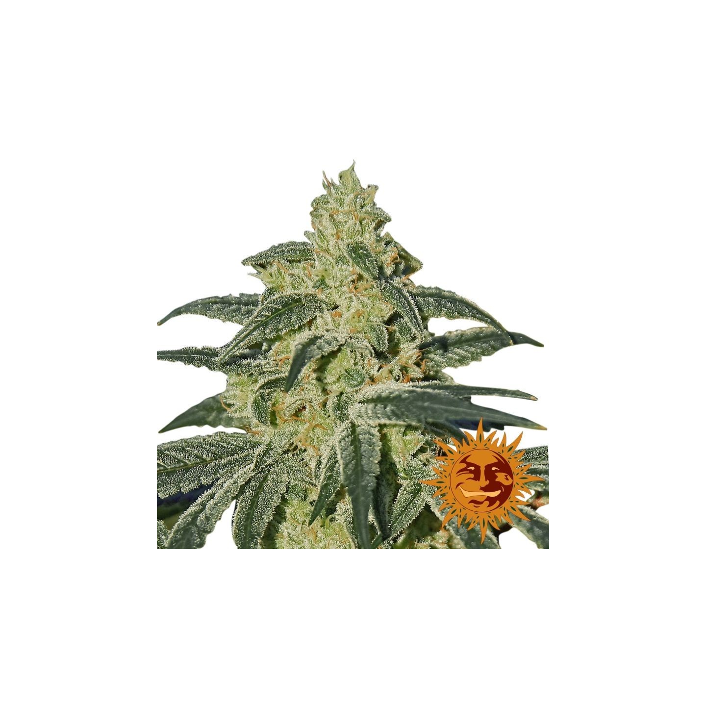 Afghan Hash Plant Regular de Barney's Farm