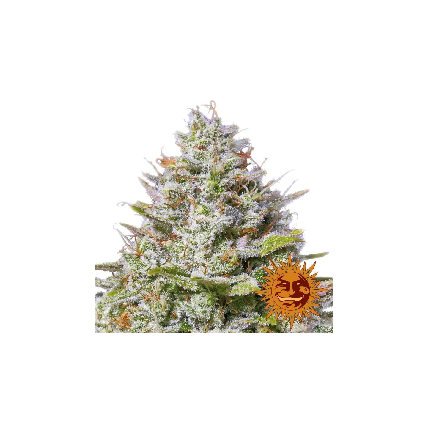 Blue Gelato 41 de Barney's Farm