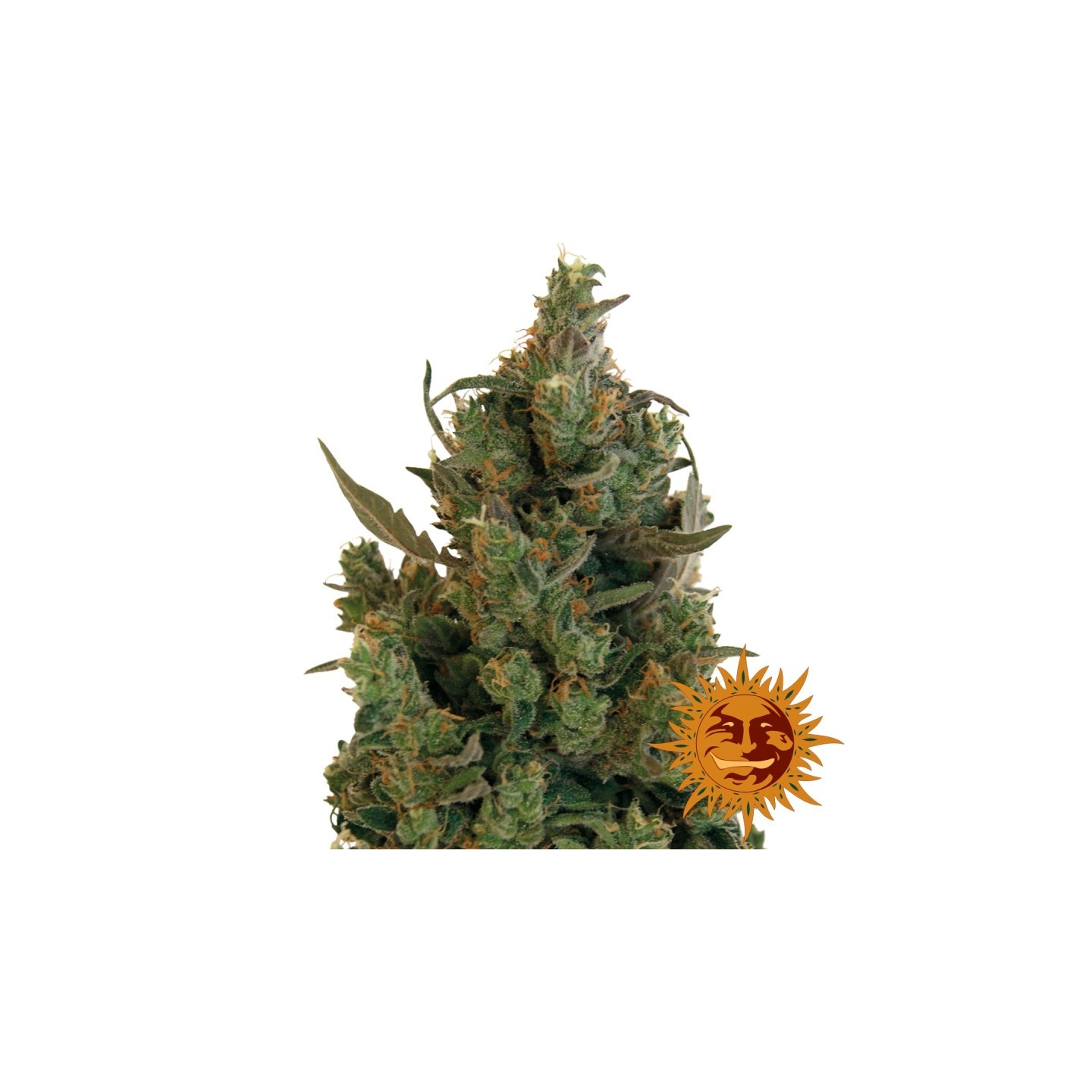 Blueberry Cheese Autofloreciente Feminizada de Barney's Farm