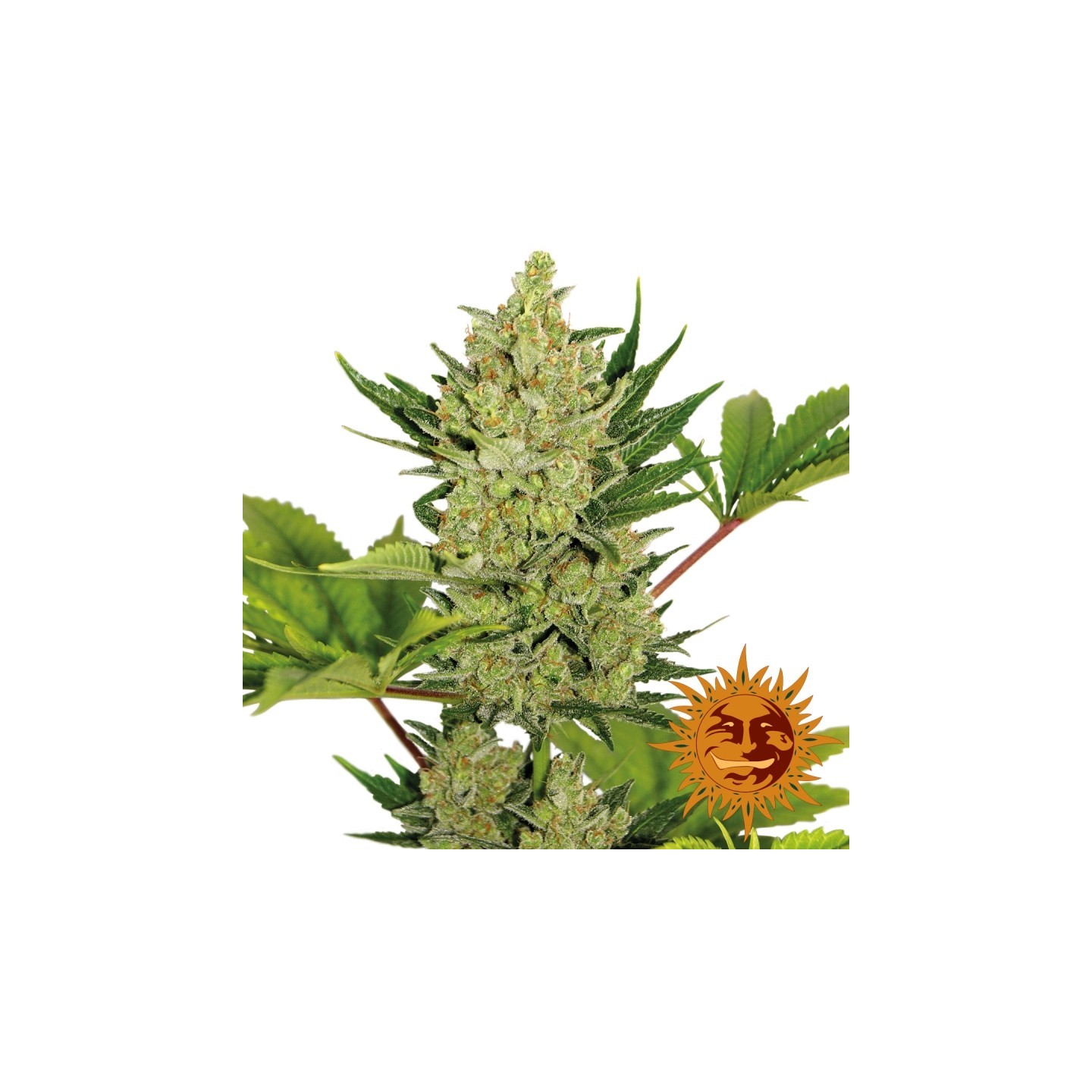 Blueberry Cheese (Auto Flowering) de Barney's Farm