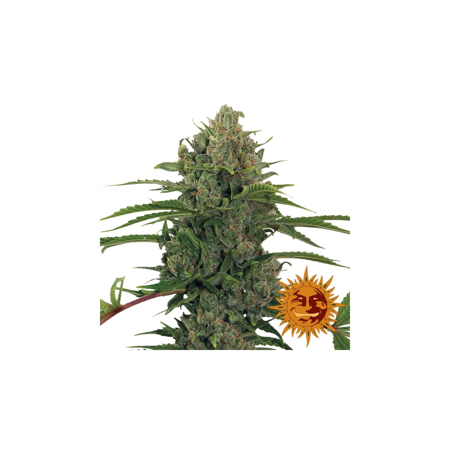 Critical Kush Autofloreciente Feminizada de Barney's Farm