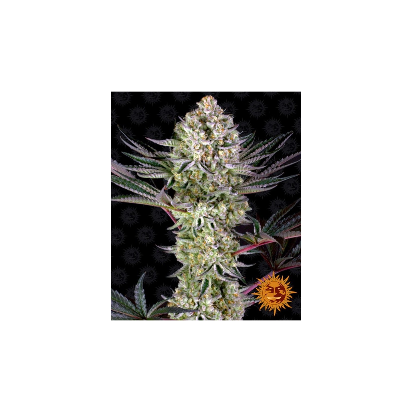 Dos Si Dos 33 Feminizada de Barney's Farm