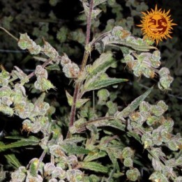 Dr. Grinspoon Feminizada de Barney's Farm