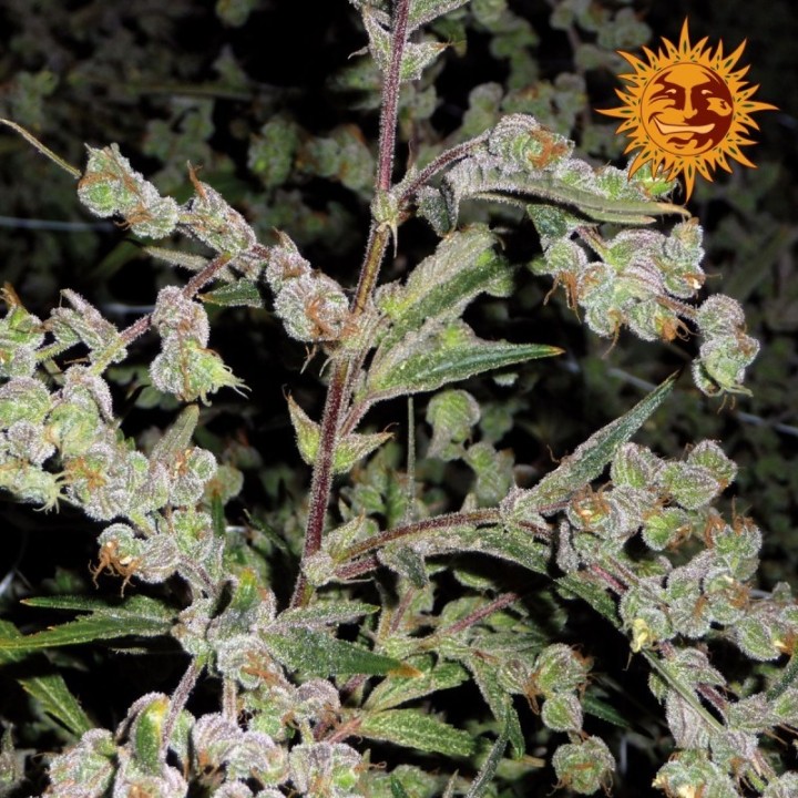 Dr. Grinspoon Feminizada de Barney's Farm
