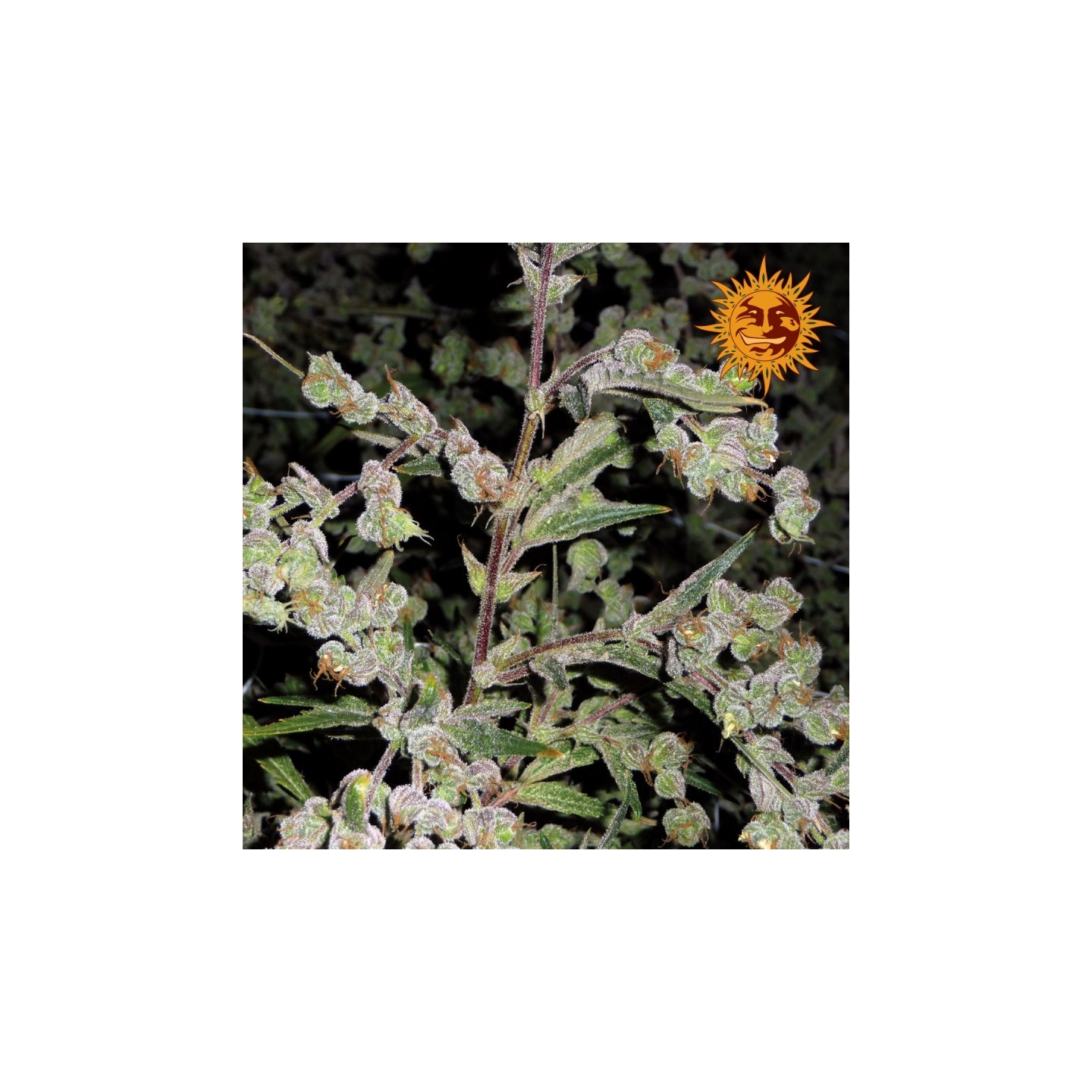 Dr. Grinspoon Feminizada de Barney's Farm