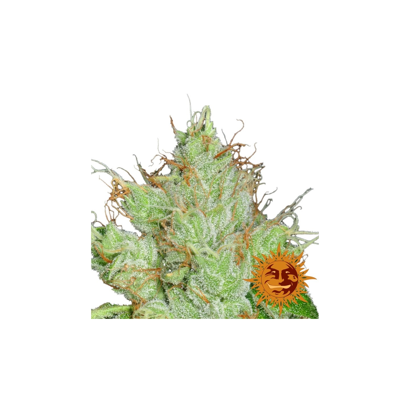G13 Haze Regular de Barney's Farm