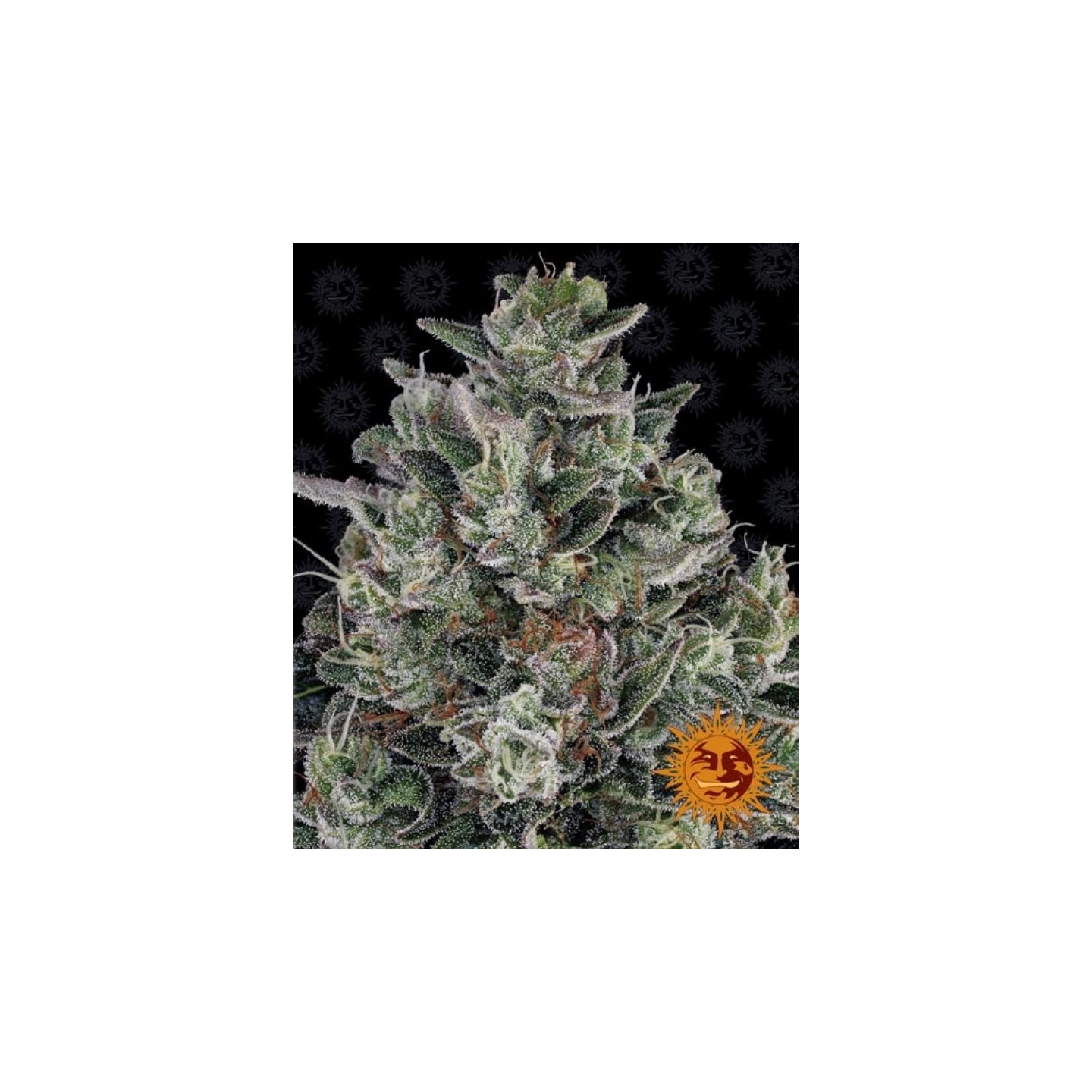 Glookies Feminizada de Barney's Farm