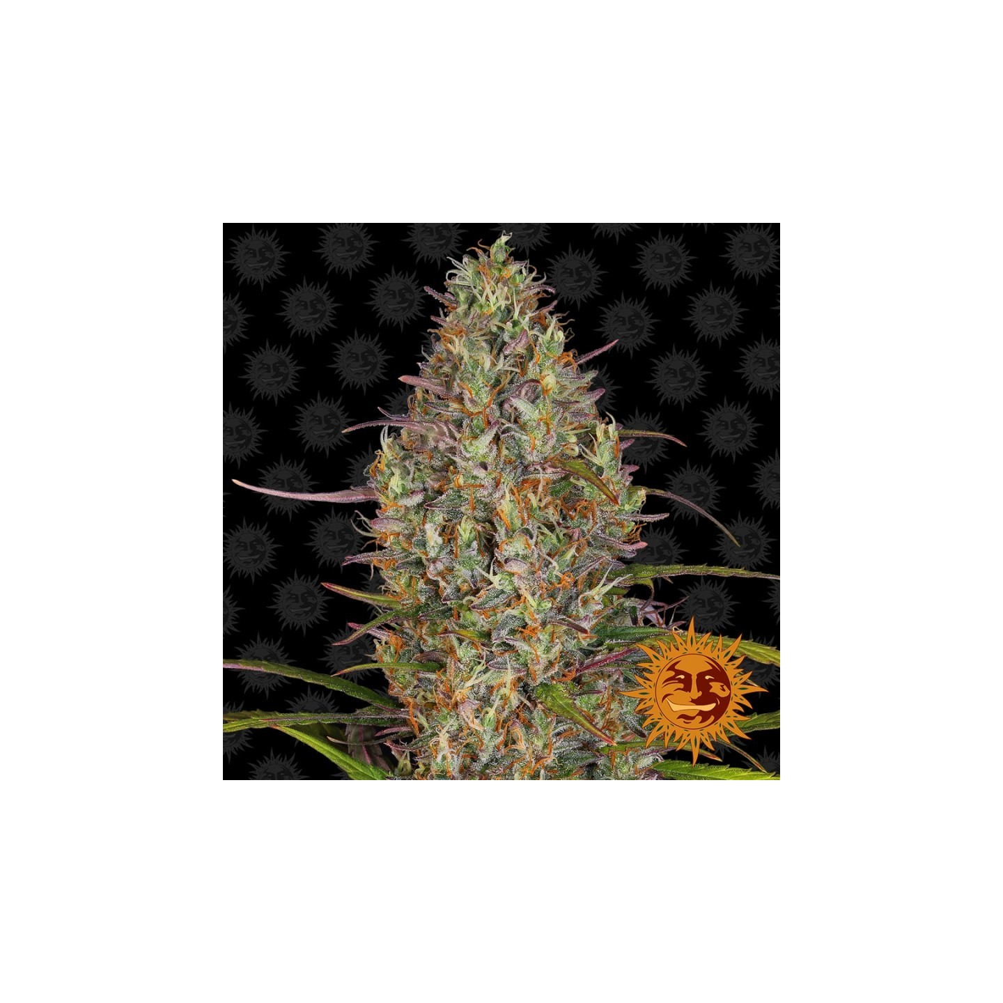 Glue Gelato Autofloreciente Feminizada de Barney's Farm