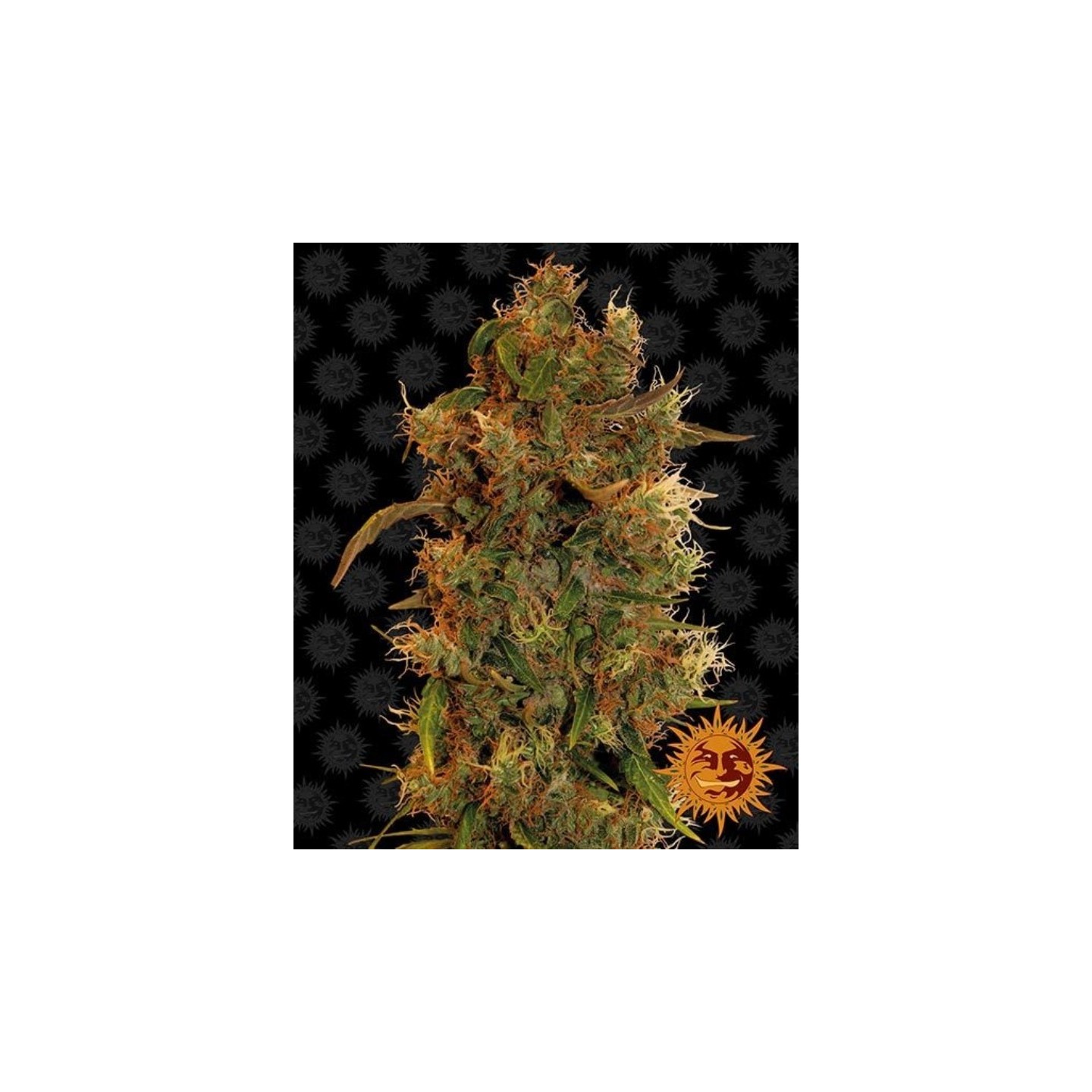 Gorilla Glue Autofloreciente de Barney's Farm