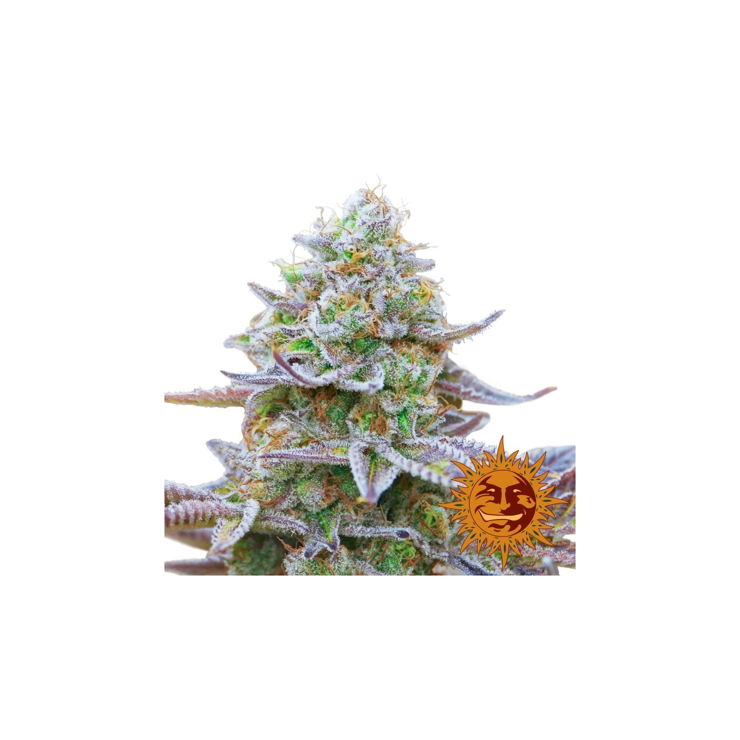 Gorilla Zkittlez Feminizada de Barney's Farm