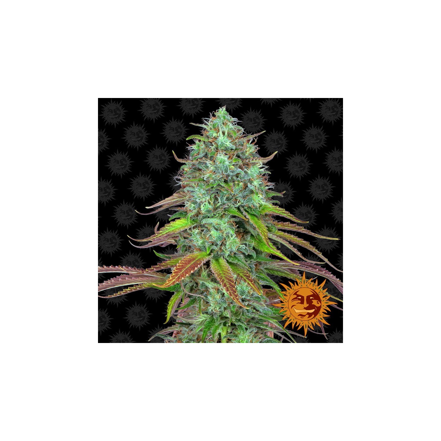 Lsd Autofloreciente de Barney's Farm