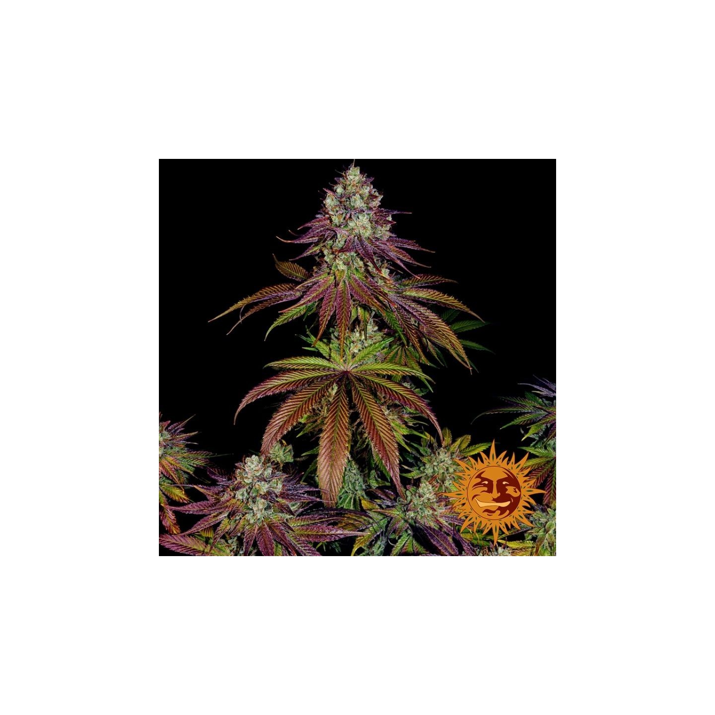 Mimosa Evo Feminizada de Barney's Farm