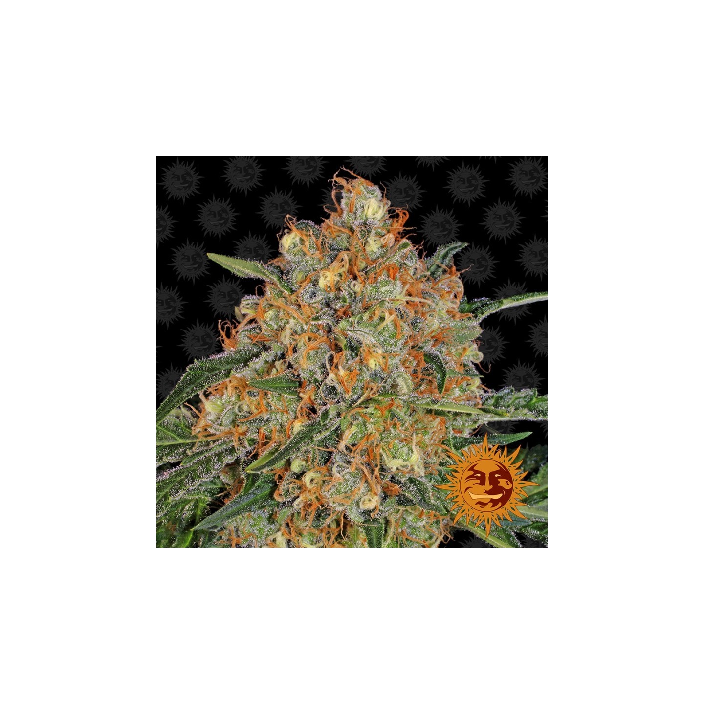 Orange Sherbet Feminizada de Barney's Farm