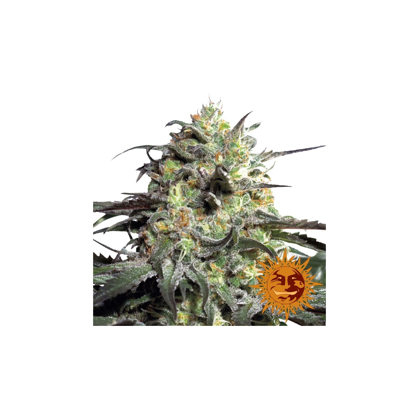Peyote Cookies Feminizada de Barney's Farm