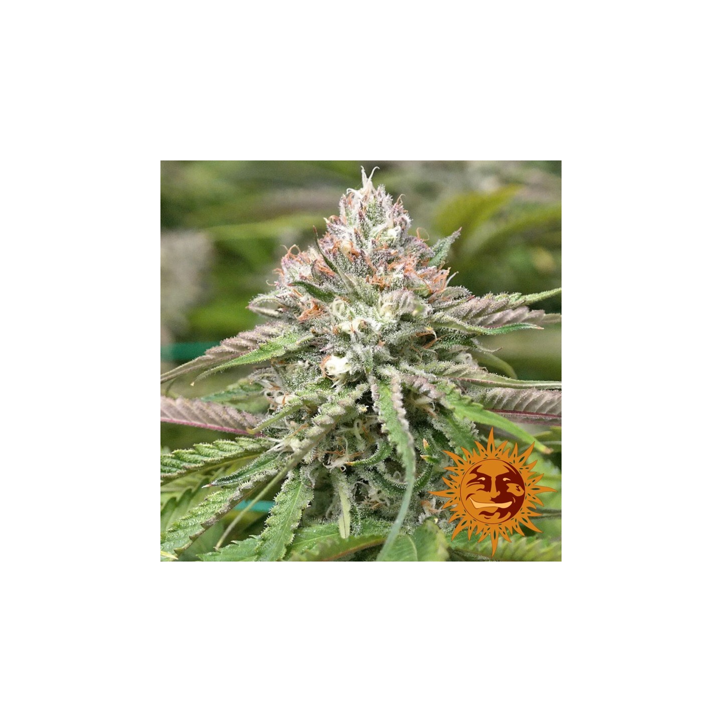 Peyote Critical Feminizada de Barney's Farm
