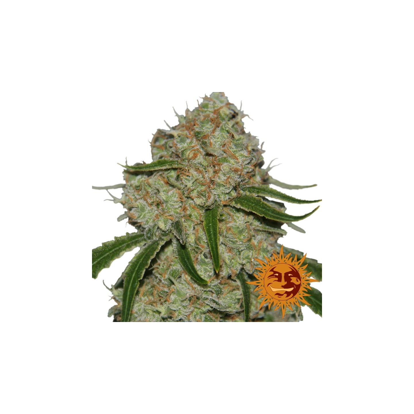 Phantom Og Feminizada de Barney's Farm