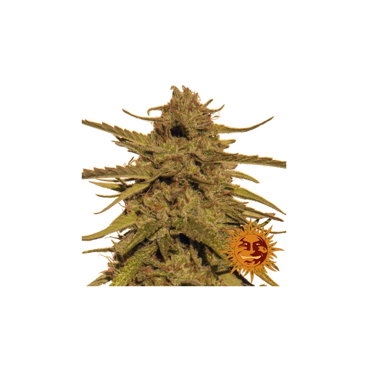 Pineapple Haze Regular de Barney's Farm