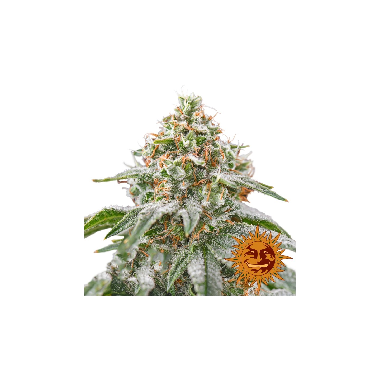 Pink Kush Feminizada de Barney's Farm