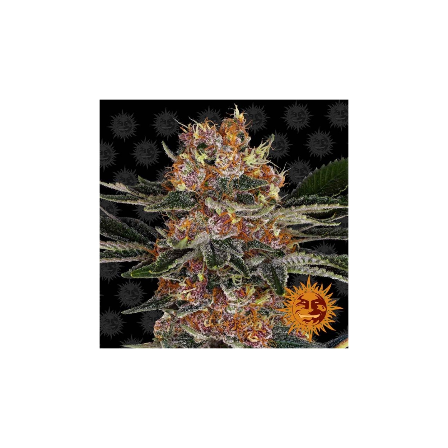 Purple Punch de Barney's Farm
