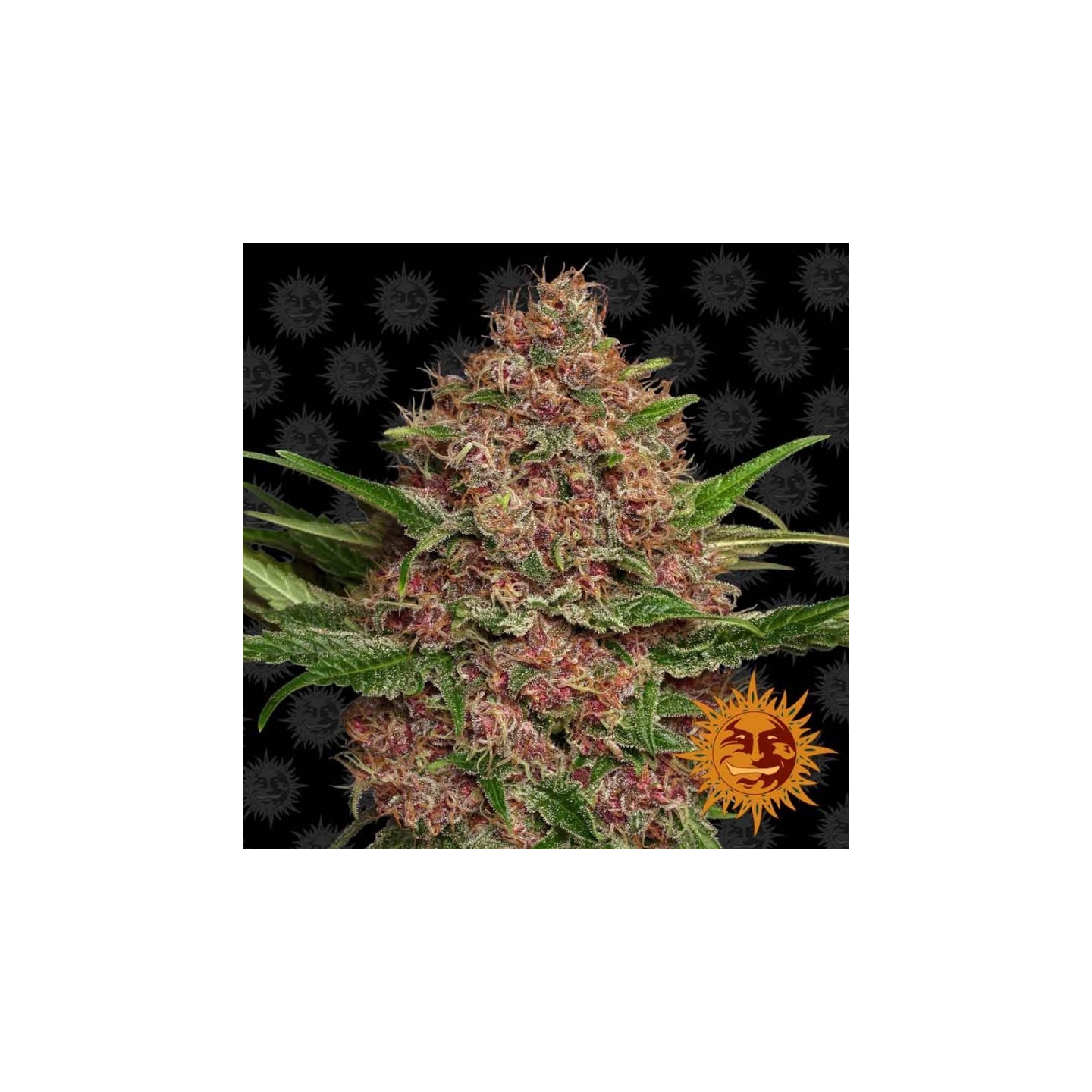 Purple Punch Autofloreciente de Barney's Farm